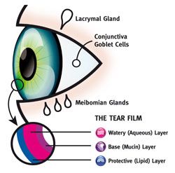 Illustration of the eye